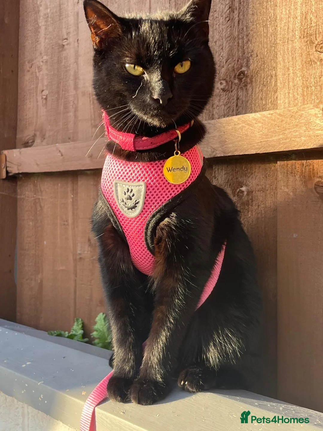 Domestic Shorthair cats for sale: Wendy - Black Cat 🐈‍⬛ - Advert 11