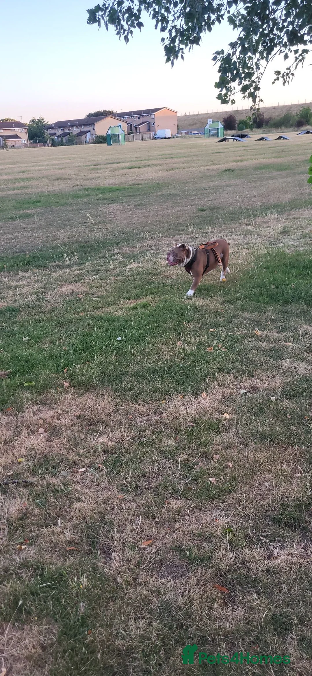 Old Tyme Bulldog dogs for sale: 🐾 Looking for a Forever Home – Meet Rimmer 🐾 in Staines - Advert 4