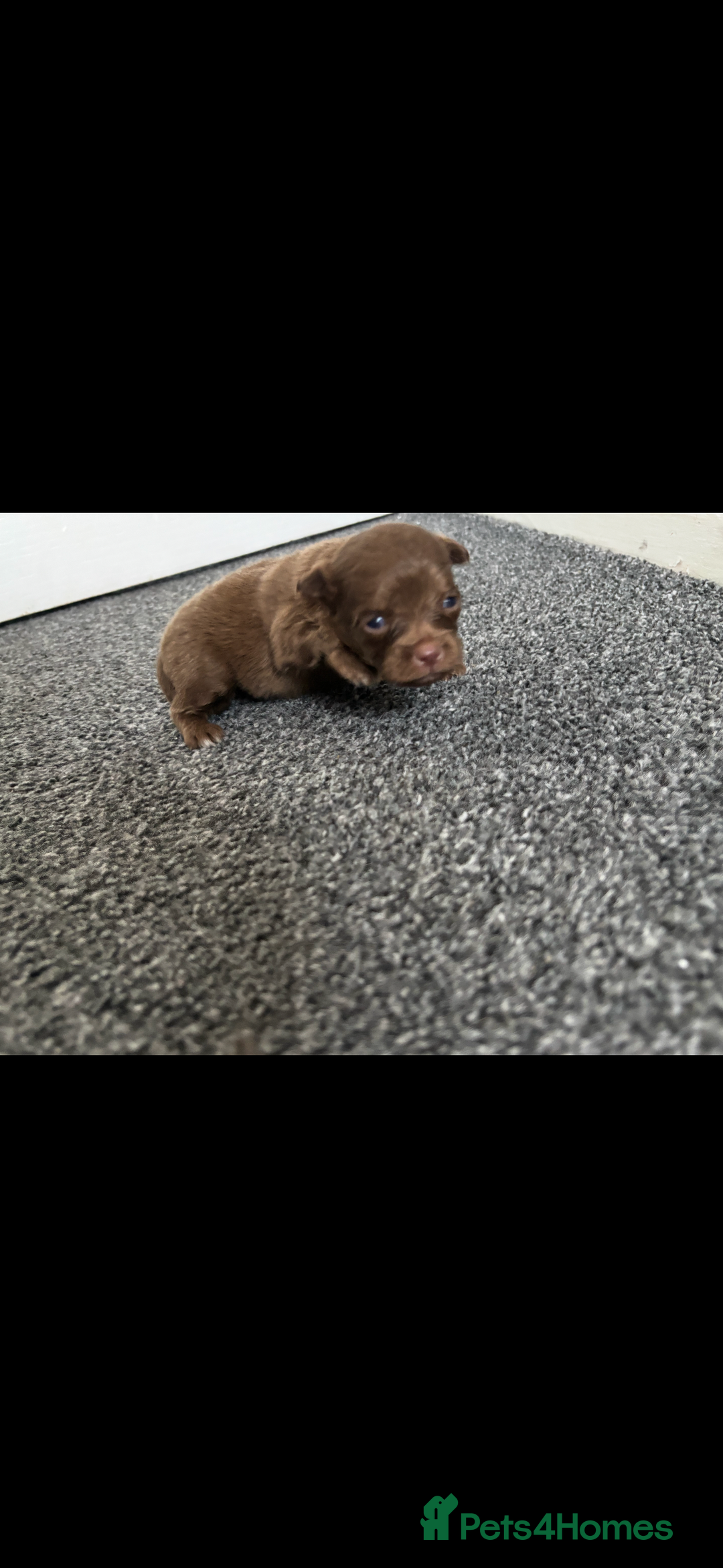 Pomchi dogs for sale: Pomchi puppie for sale - Image 13