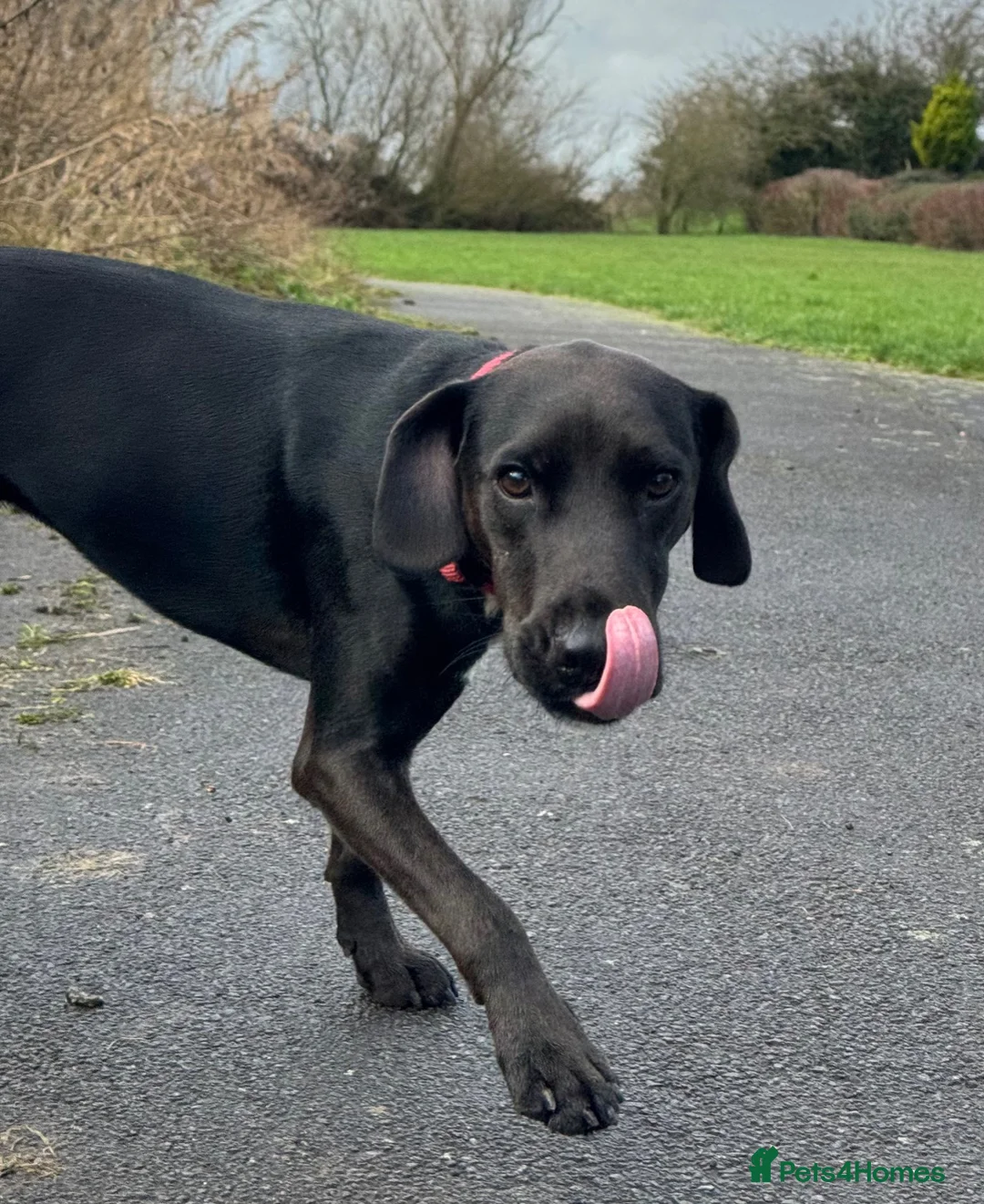 Mixed Breed dogs for sale: 14mth old. Spaniel/Jack Russell cross in Scunthorpe - Advert 6
