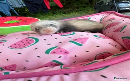 Ferret rodents for sale: Ferrets for sale  - Image 11