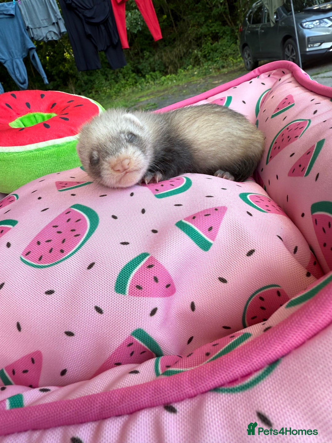 Ferret rodents for sale: Ferrets for sale  - Image 11