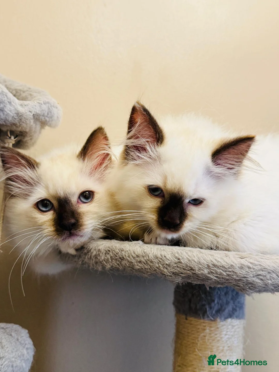 Ragdoll cats for sale: Ragdoll kittens  - Advert 23