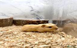 Guinea Pig rodents for sale: Multiple Baby Guinea Pigs For Sale 🥰💗 - Image 24