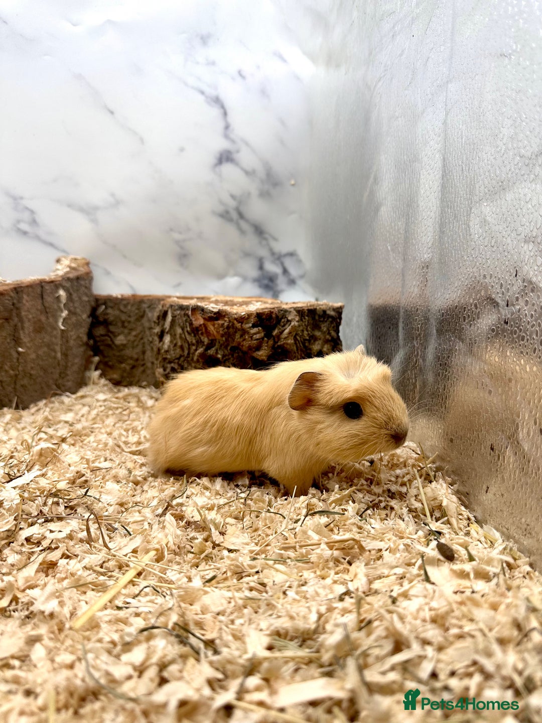 Guinea Pig rodents for sale: Multiple Baby Guinea Pigs For Sale 🥰💗 - Image 24