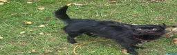 Chihuahua dogs for sale: Chihuahua male in Leicester - Advert 1