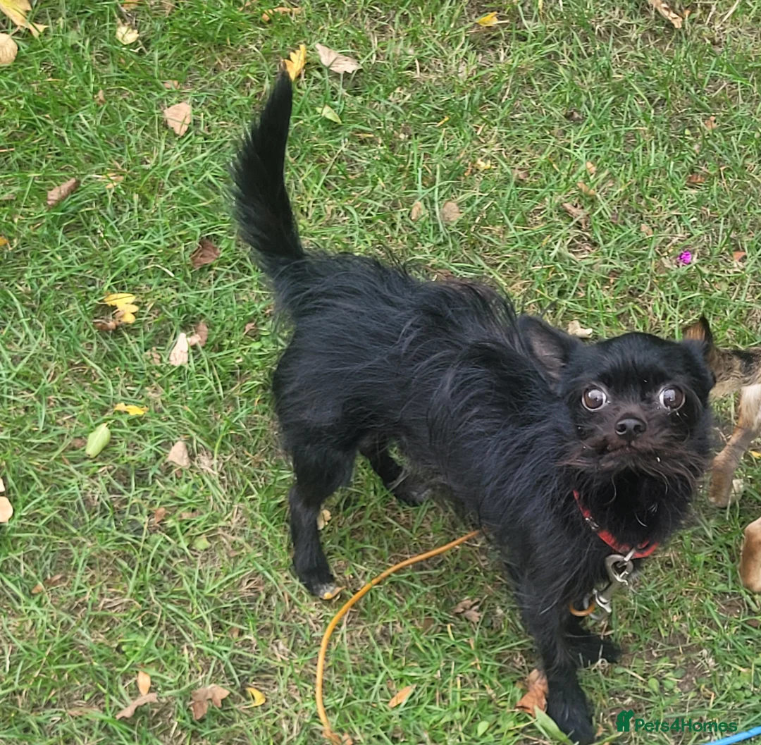 Chihuahua dogs for sale: Chihuahua male in Leicester - Advert 1
