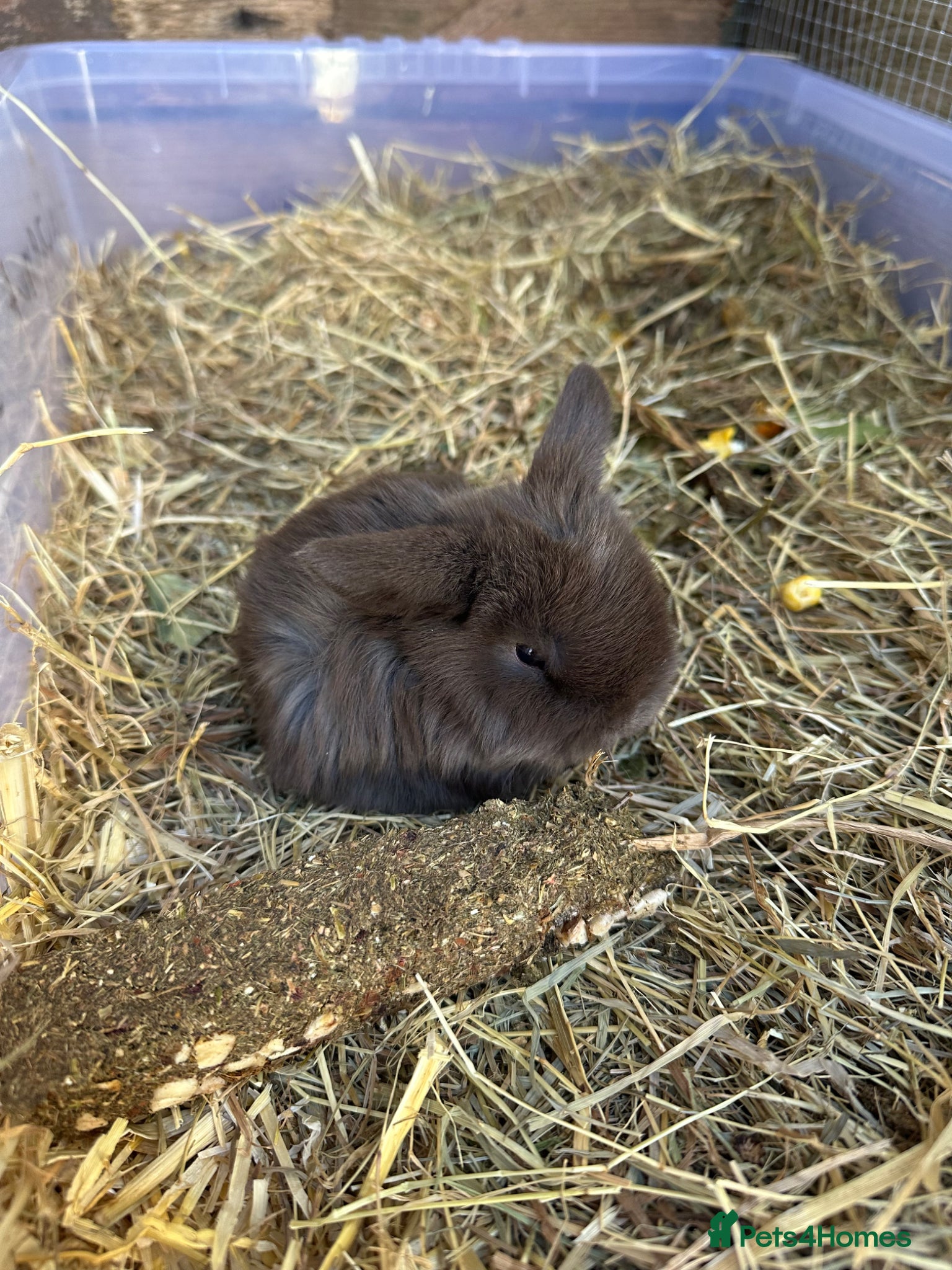 Mini Lop rabbits Mini Lops for sale chocolate & beige  - Advert 20