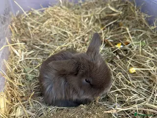 Mini Lop rabbits Mini Lops for sale chocolate & beige - Advert 20