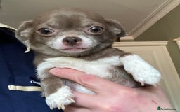 Chihuahua dogs for sale: Chihuahua girls from licensed breeder - Image 19