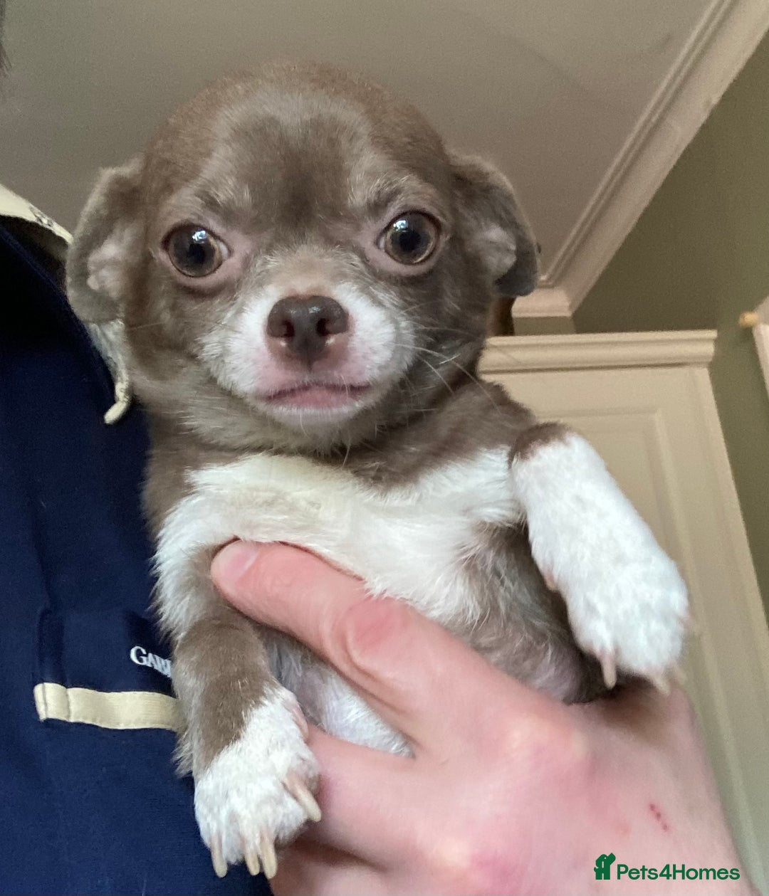 Chihuahua dogs for sale: Chihuahua girls from licensed breeder - Image 19