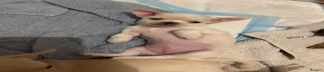 Chihuahua Puppy 2