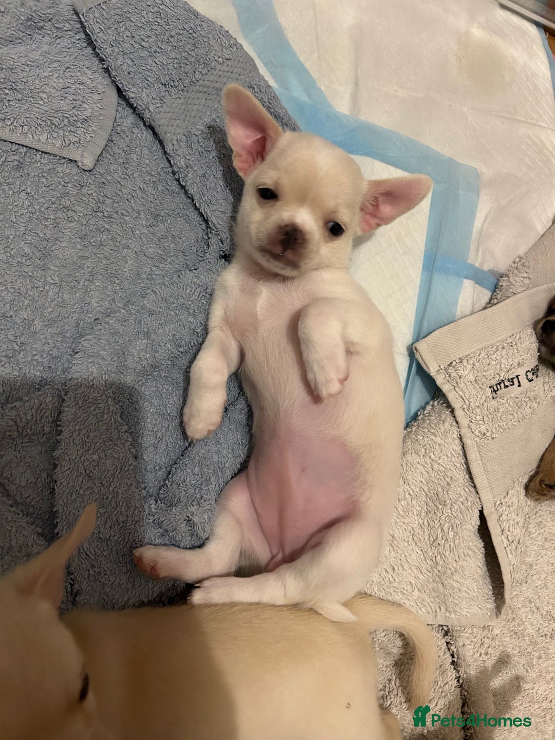 Chihuahua dogs for sale: Chilhuahua puppies  - Image 18