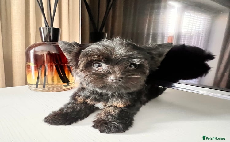 Yorkshire Terrier dogs - Advert 3