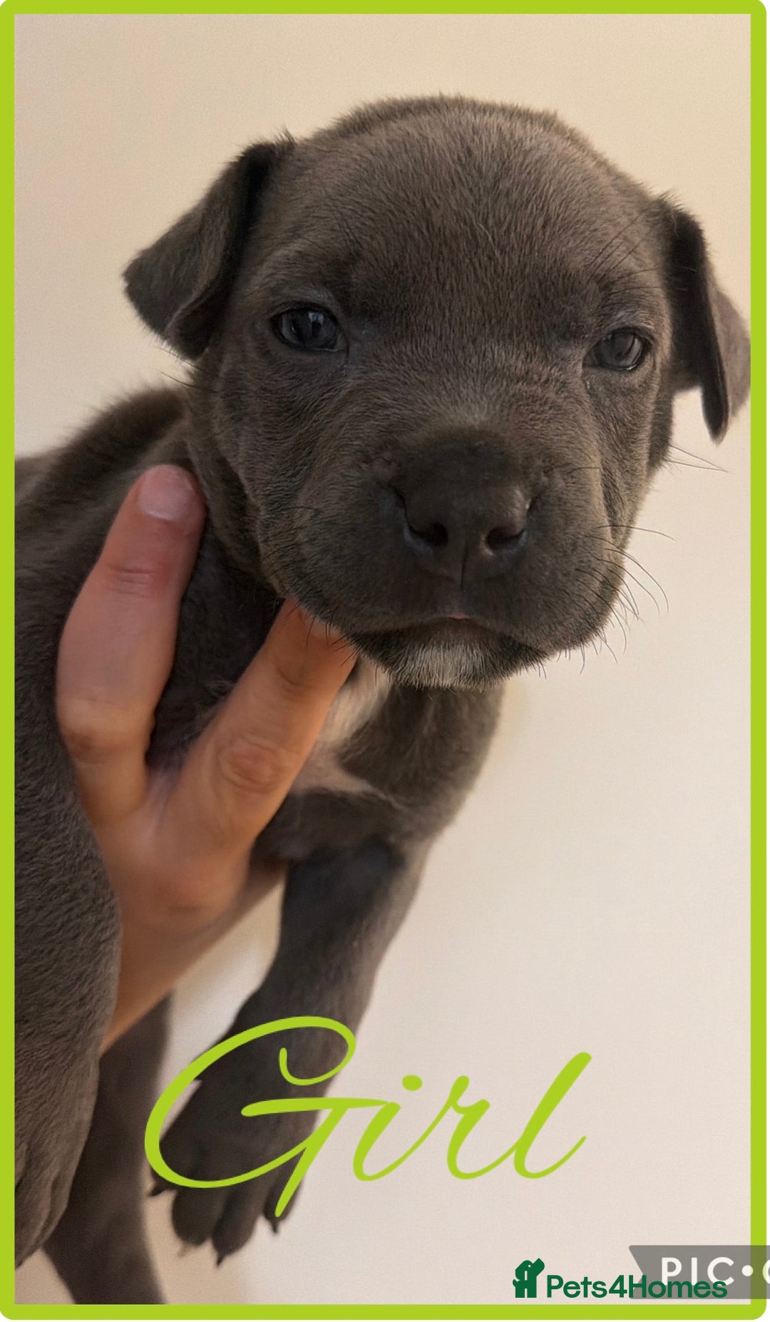 Mixed Breed dogs for sale: American staff mix  - Advert 1