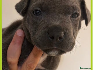 Mixed Breed dogs American staff mix - Advert 1