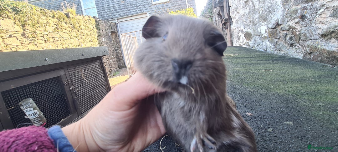 Guinea Pig rodents for sale: Pair of female smooth haired guinea pigs  - Image 8