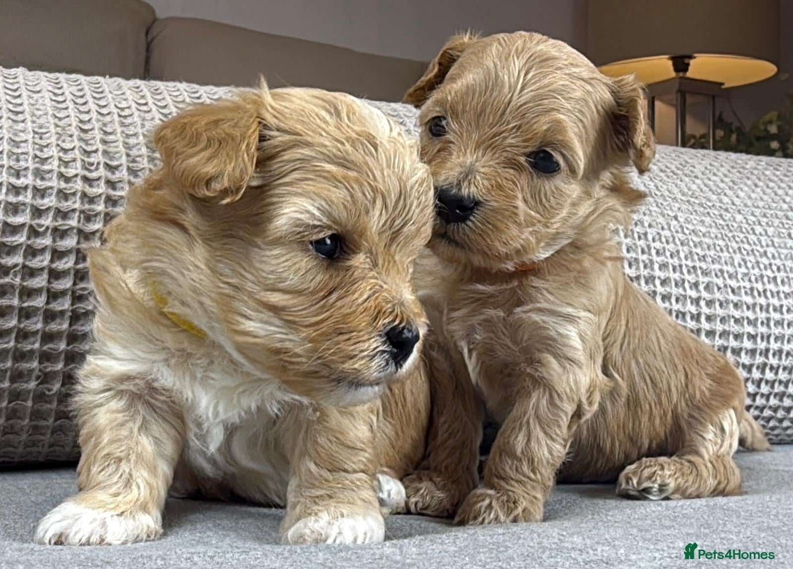 Maltipoo dogs SEE ALL OUR PUPPIES ON INSTA. OAKWELL RETRIEVERS  - Advert 1