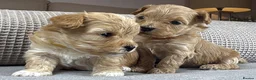 Maltipoo dogs for sale: SEE ALL OUR PUPPIES ON INSTA. OAKWELL RETRIEVERS  - Advert 1