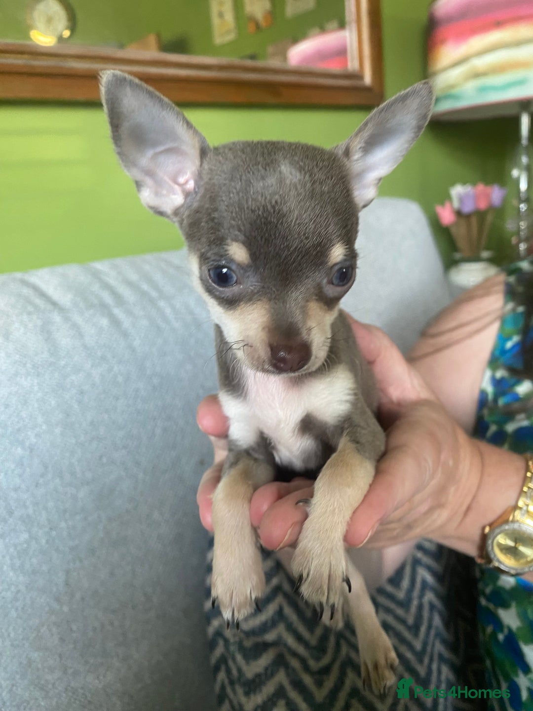 Chihuahua dogs for sale: Small Chihuahua puppies for sale  - Image 12