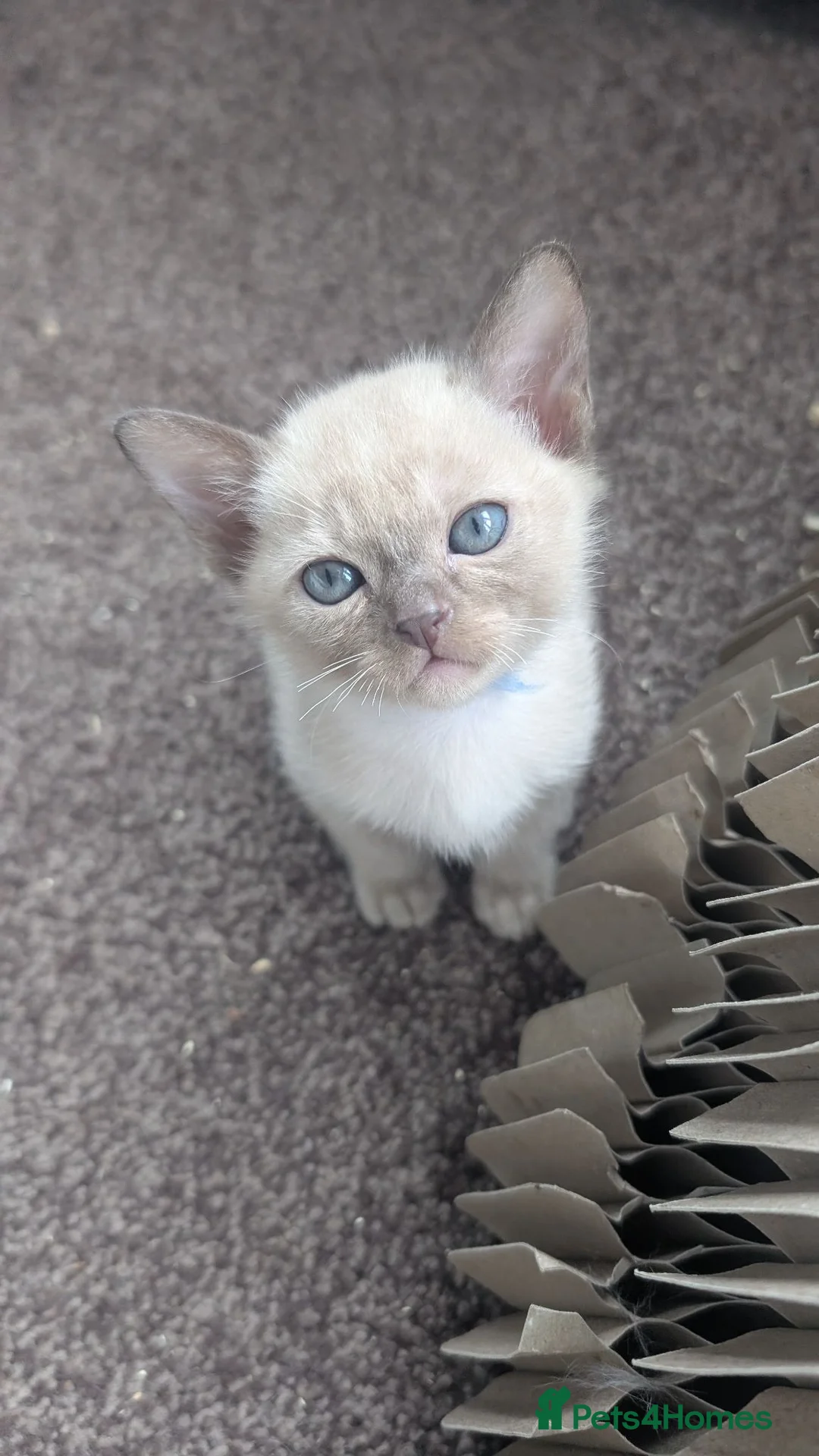 Burmese cats for sale: Beautiful Burmese babies - Advert 16