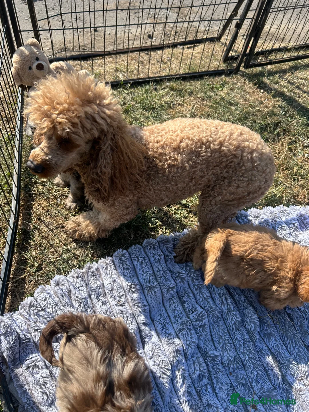Cockapoo dogs for sale: Adorable cockapoo puppies for sale  - Advert 2