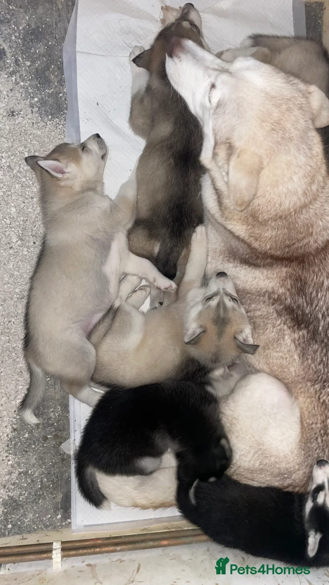 Siberian Husky dogs for sale: Husky Siberian pups beautiful chunky 🐾 - Advert 2