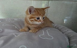 Maine Coon cats for sale: Kittens - Image 2