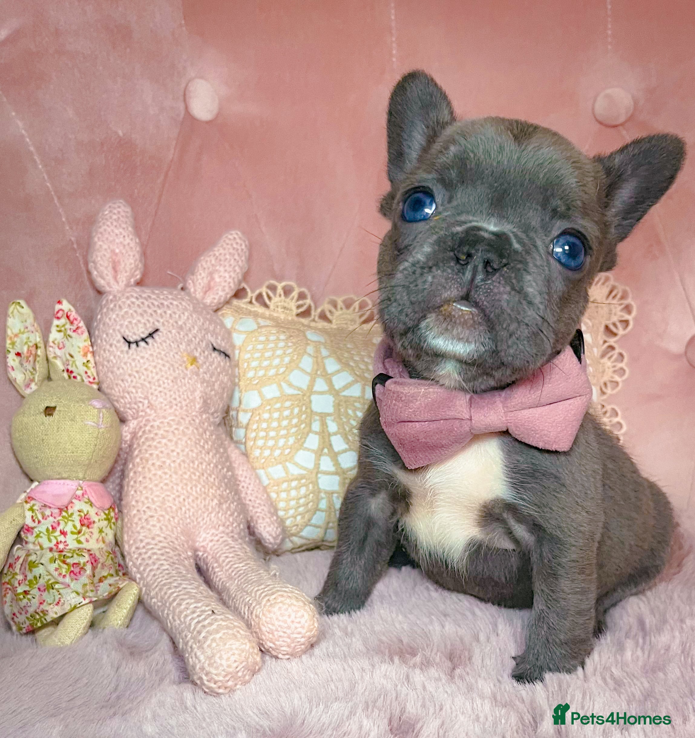 French Bulldog dogs 🌸READY TO GO Blue,New Shade🌸 - Advert 17