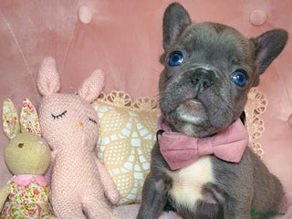 French Bulldog dogs 🌸READY TO GO Blue,New Shade🌸 - Advert 6