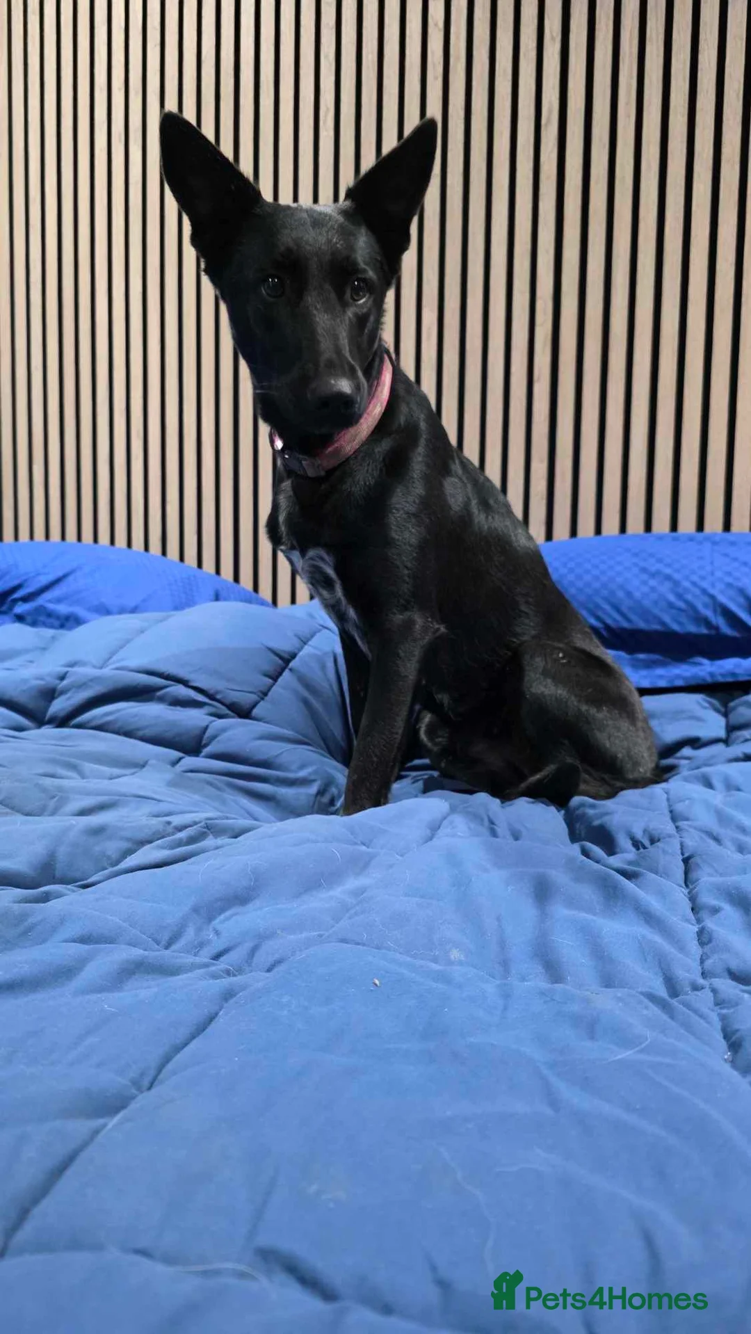 Mixed Breed dogs for adoption: NELLIE - Advert 7