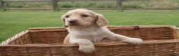 Cocker Spaniel dogs for sale:  Cocker spaniel puppies for sale  - Advert 7