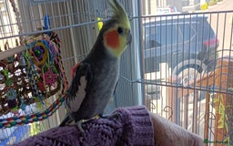 Cockatiels birds for sale: 1 year old Male Cockatiel  - Image 2