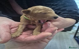 Toy Poodle dogs for sale: Toy Poodle  - Image 6