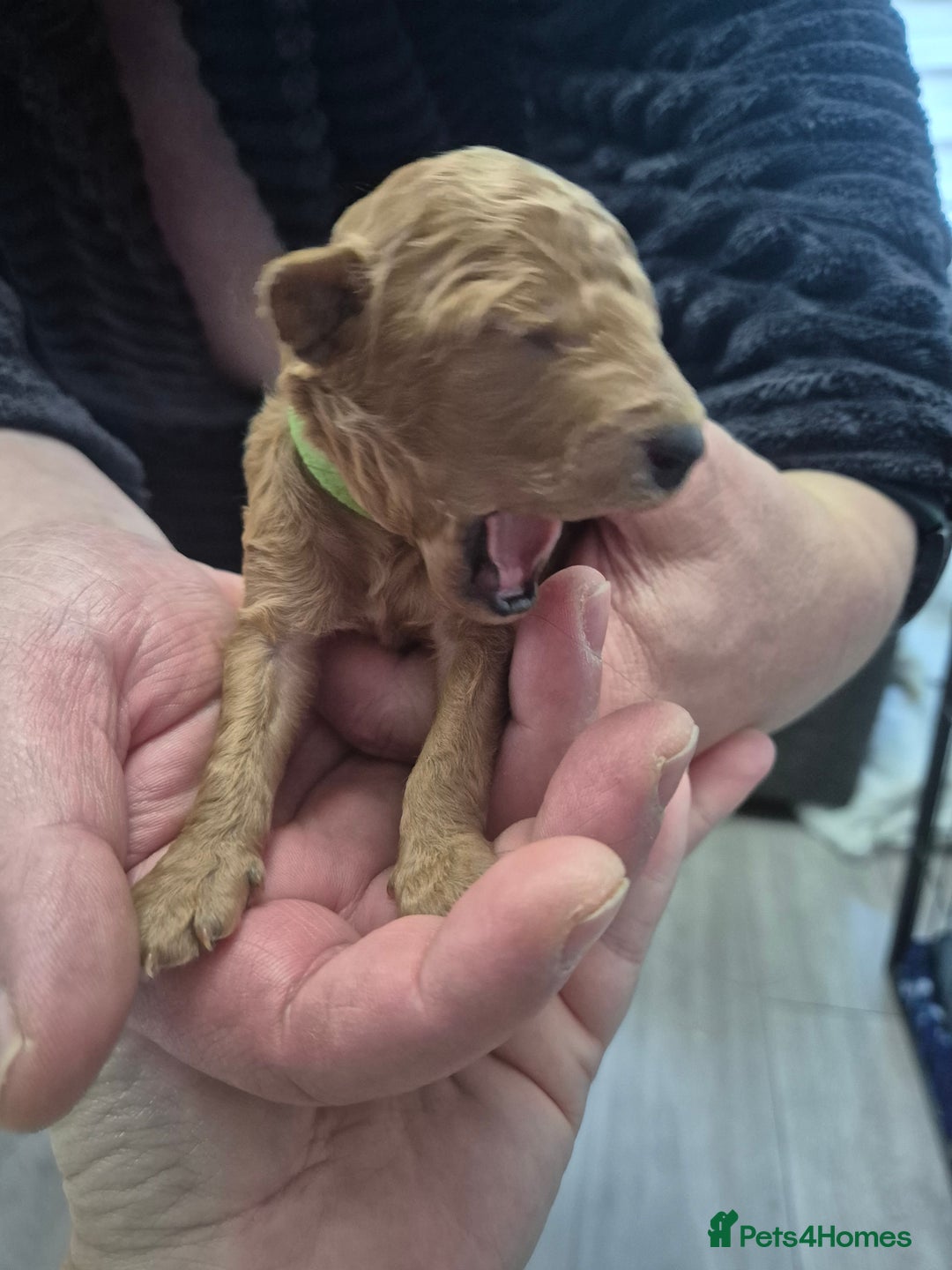Toy Poodle dogs for sale: Toy Poodle  - Image 6