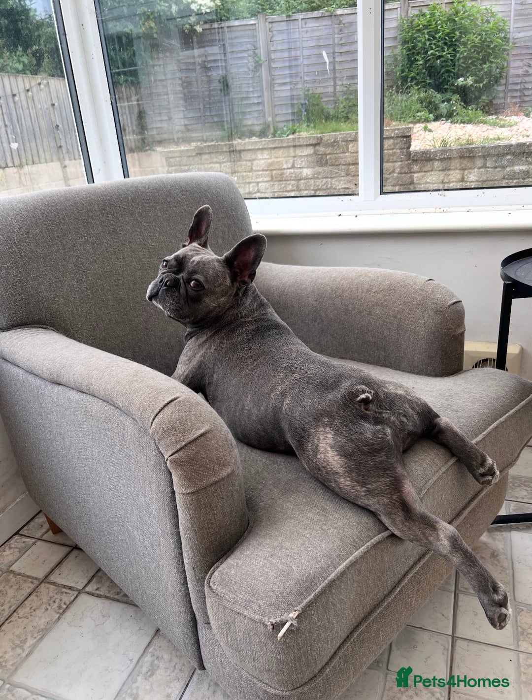 French Bulldog dogs for adoption: Rehoming gorgeous French bulldog - Advert 5