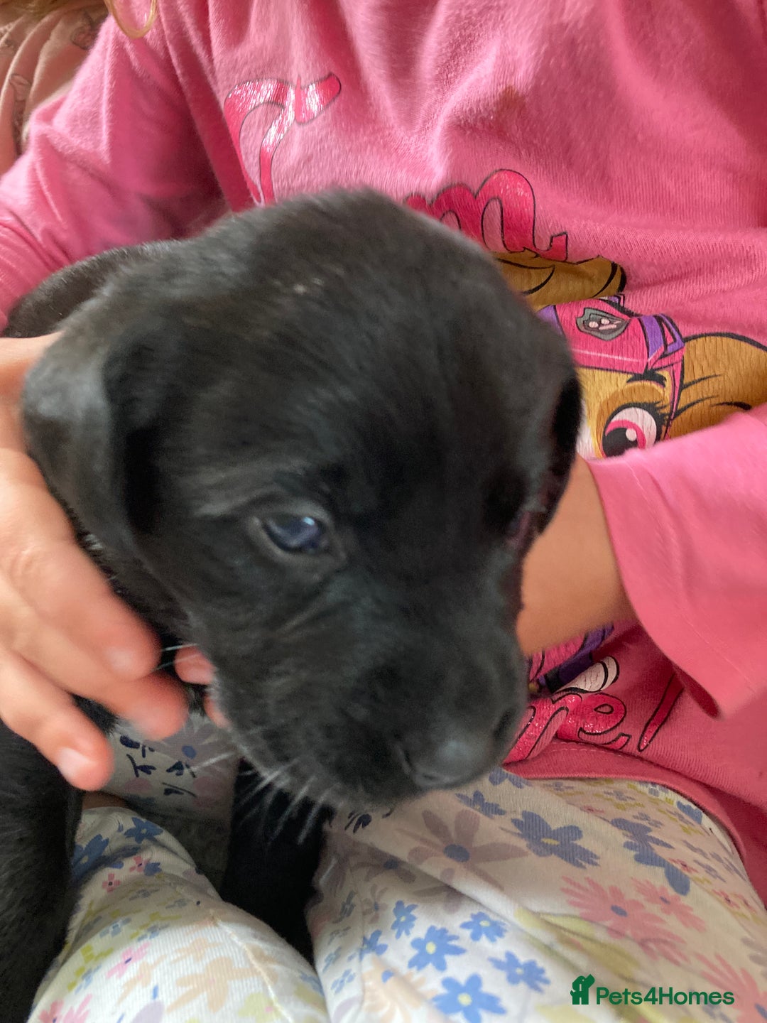 Labrador Retriever dogs for sale: 3 Color KC Labrador retriever 29. 11.2025 - Advert 13