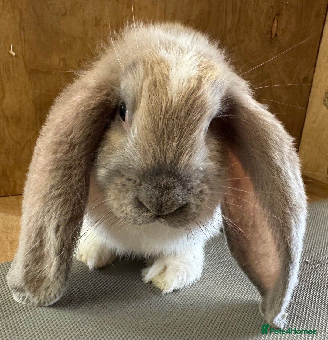 French Lop rabbits for sale: Beige Butterfly French Lop Baby Doe - Image 3