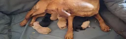Springador dogs for sale: Fox Red and Black Springador Pups - Advert 5
