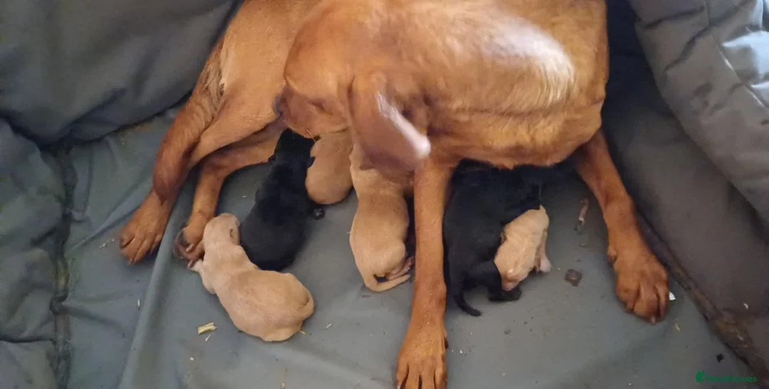 Springador dogs for sale: Fox Red and Black Springador Pups - Advert 5