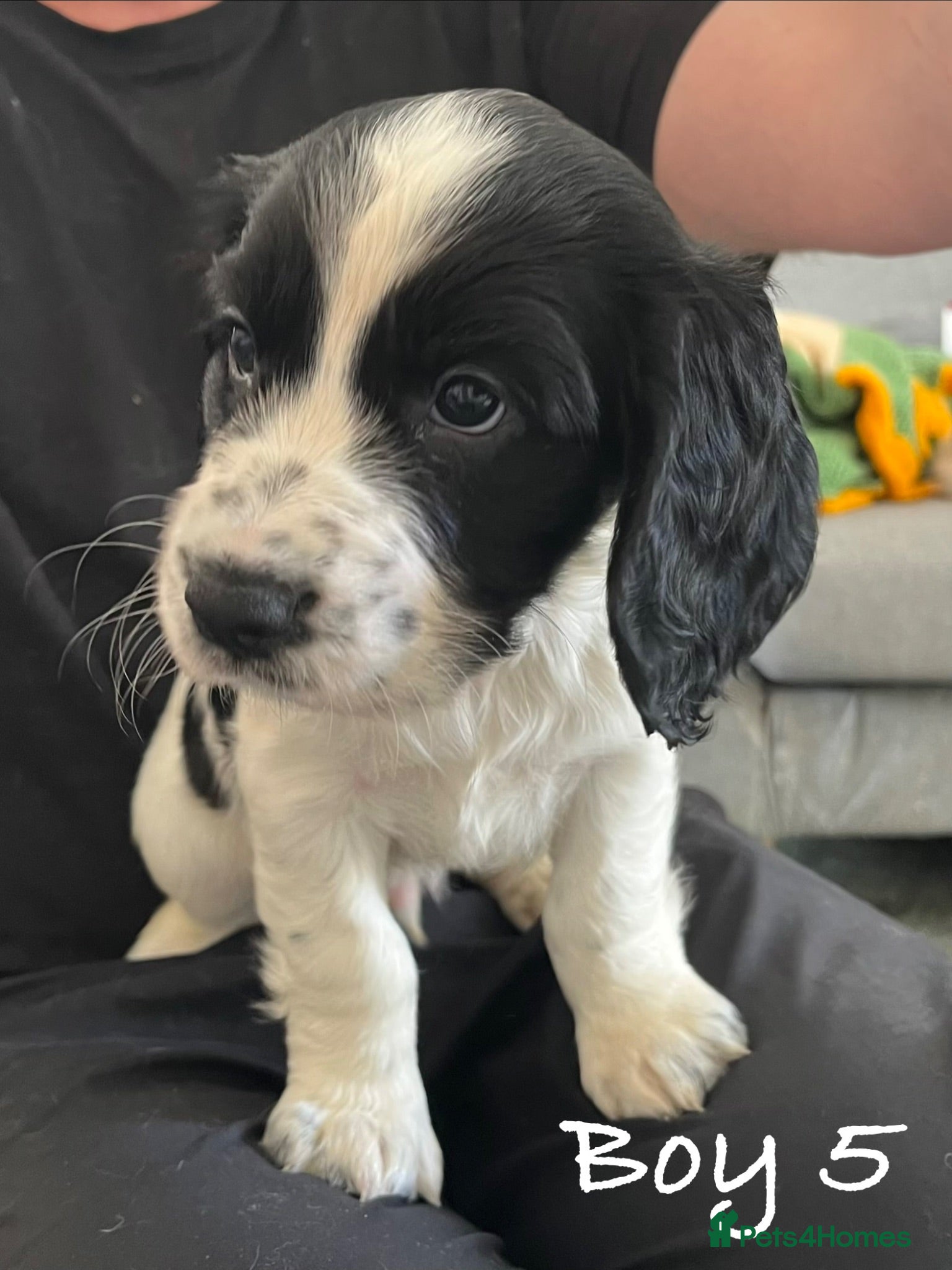 Cocker Spaniel dogs Exceptional KC Working Cocker Spaniel Puppies - Advert 2