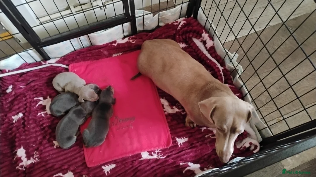 Miniature Dachshund dogs for sale: Miniature male and female pups  - Advert 1