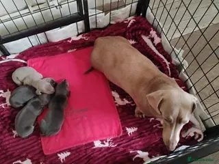 Miniature Dachshund dogs Miniature male and female pups - Advert 1