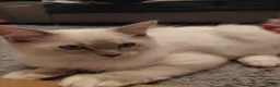 Ragdoll cats for sale: Ragdoll 1 - Advert 10