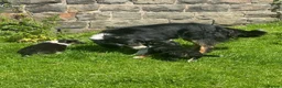 Border Collie dogs for sale: 2 Beautiful Border Collie bitch pups in Sheffield - Advert 17