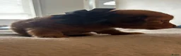 Miniature Dachshund dogs for sale: Long haired miniature dachshund  - Advert 9