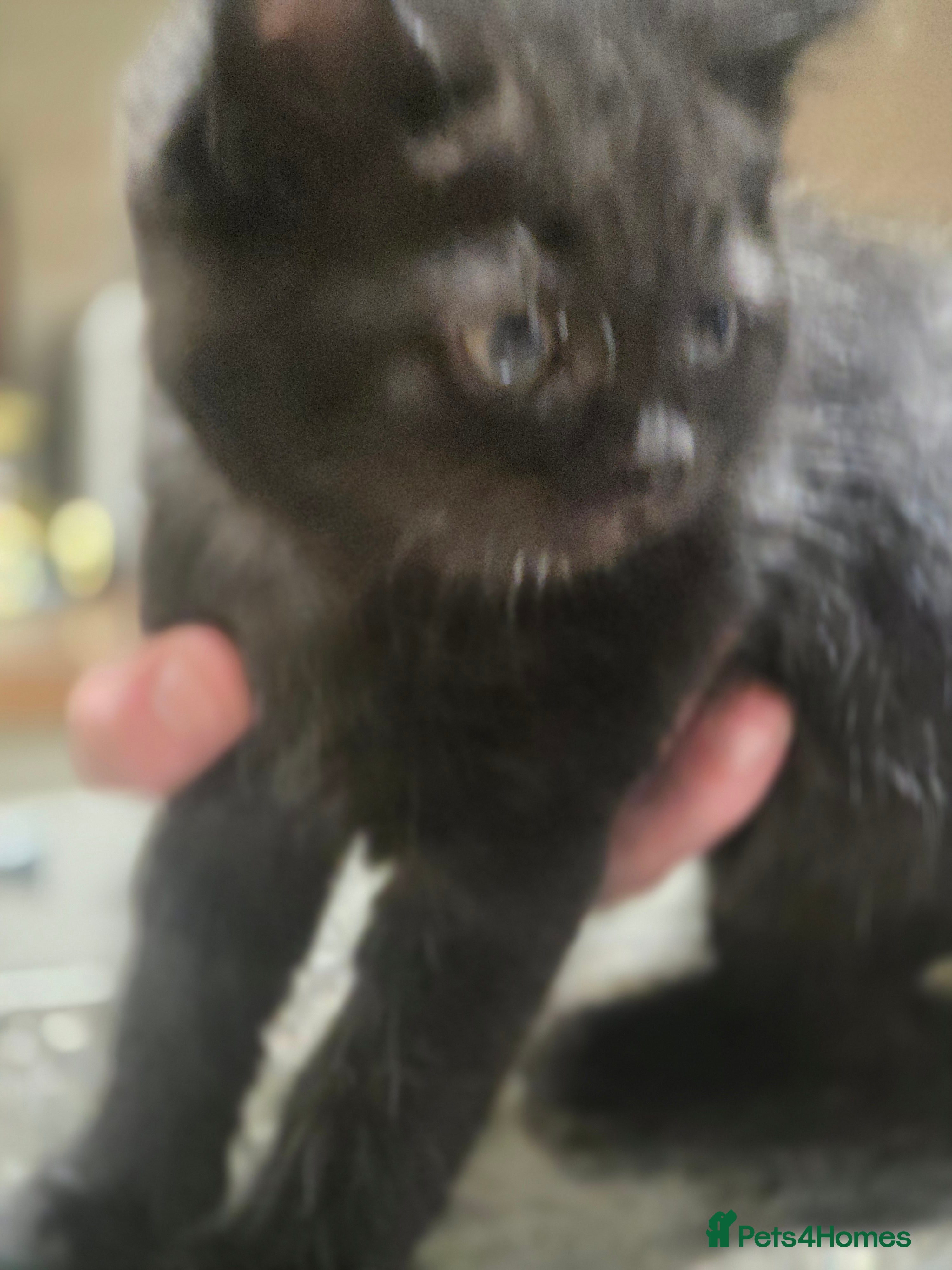 Persian cats for sale: Persian Cross tabby kittens for sale  in Warminster - Advert 3