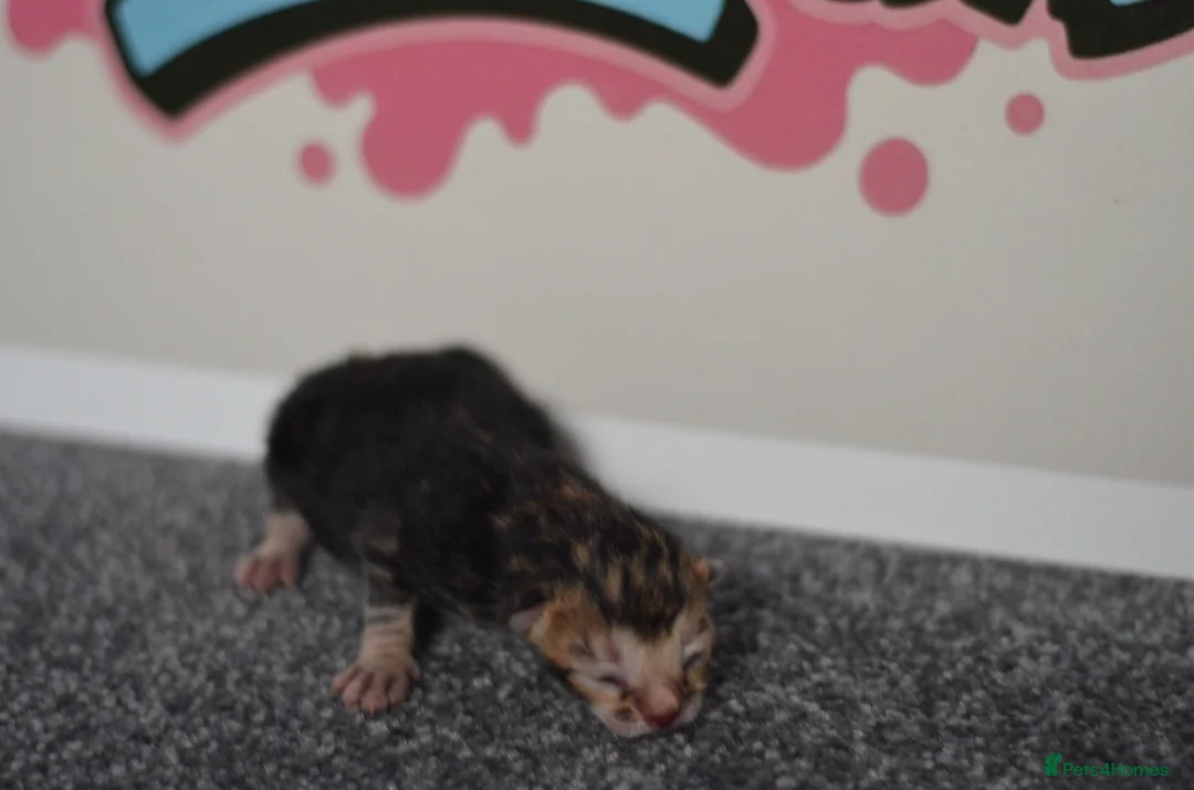 Bengal cats for sale: 🧬LIMITED BENGAL KITTENS🧬 2 females left - Advert 33