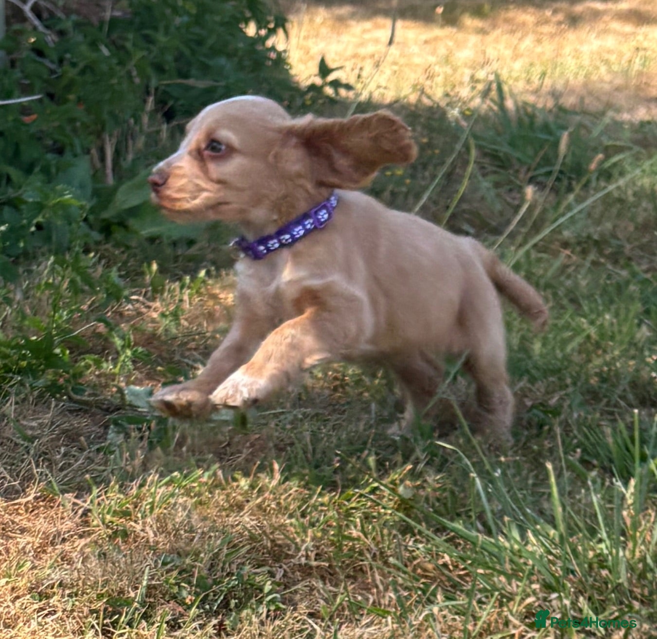 Cocker Spaniel dogs Stunning KC Registered Cocker Spaniel Puppies - Advert 2