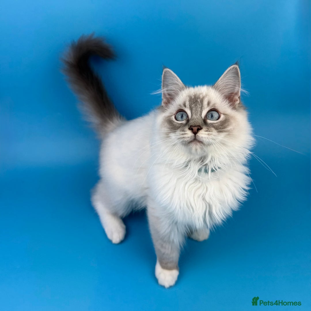 Ragdoll cats for sale: 💙 STUNNING GCCF GRCH SIRED RAGDOLL KITTENS 💙 - Advert 31